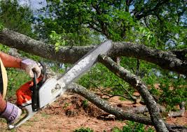 Best Tree Preservation Services  in West Valley City, UT