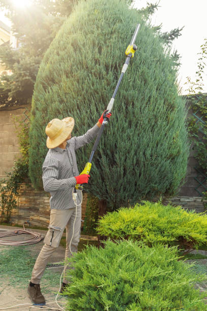 Best Lawn Renovation and Restoration  in West Valley City, UT