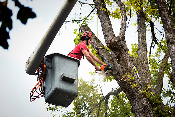 Best Tree Maintenance Programs  in West Valley City, UT